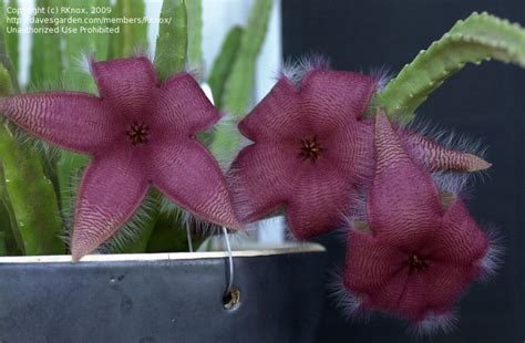 Have you ever wanted to get good at growing fruit and vegetables. PlantFiles Pictures: Ceropegia Species, Carrion Plant ...