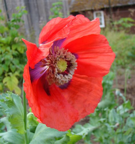 Breadseed Poppy Seed Mix 250 Seeds The Seed Basket