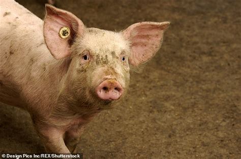 African Swine Fever Could Be Brought Into Britain By Tourists Carrying