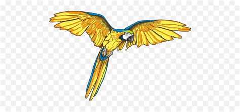 80 Free Parrot U0026 Bird Vectors Pixabay Macaw Art Pngparrot