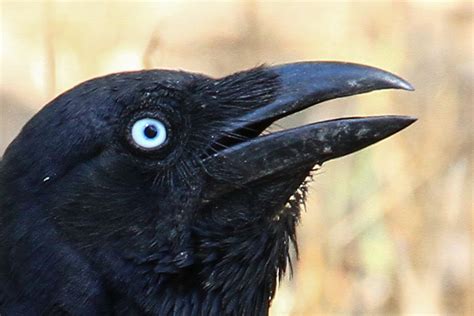 Crows Eye Image Search Results In 2023 Crow Eye Images Eyes