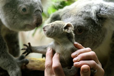 Zoo Shows Off Its Baby Koala