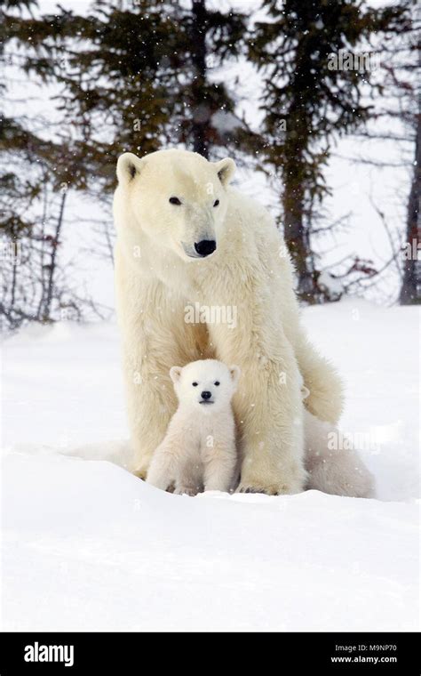 Polar Bear Mom And Cub Stock Photo Alamy