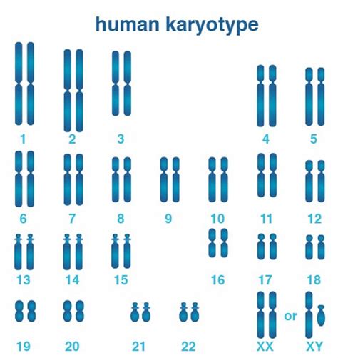 X Chromosome X Chromosome Function X Chromosome Disorders