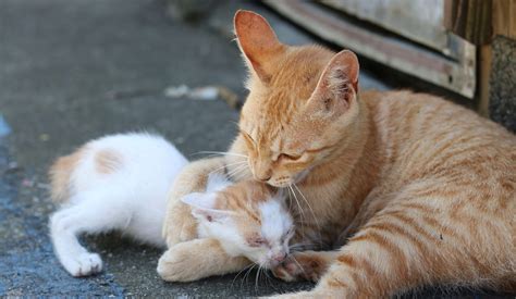 癒されること間違いなし世界中の観光客を魅了する青島に住む親子愛であふれる猫の写真10枚 Precious jpプレシャス
