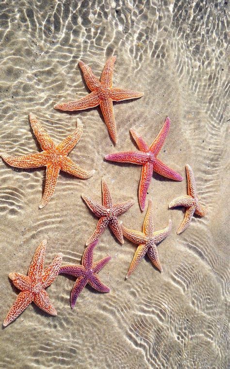 200 Starfish Ideas In 2021 Starfish Sea Shells Sea Life