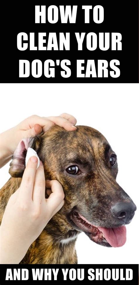 Ever wonder how you should clean your ears? Do you know how often should you clean your dog's ears ...