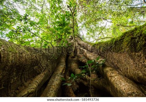 Giant Tree Forest Bali Indonesia Stock Photo Edit Now 585493736