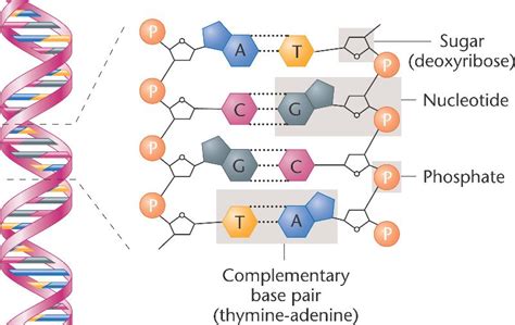DNA_double_helix.html 01_08-DNA_double_helix.jpg