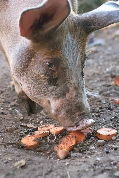 Can Pigs Eat Sweet Potatoes And Peelings Is It Safe
