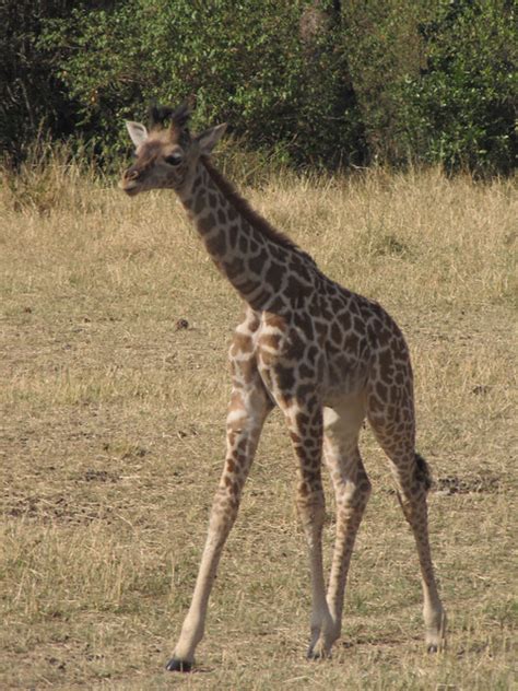 Charmingly Awkward Teenage Giraffe Flickr Photo Sharing