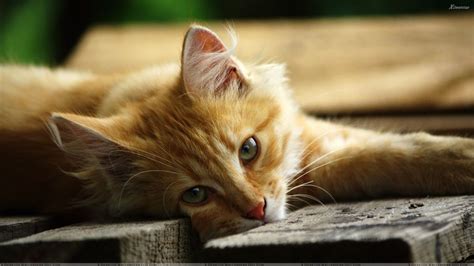 Amazing free hd cat wallpapers collection. Cute Tabby Cat HD Wallpaper - Cats Wallpaper (1920x1080 ...