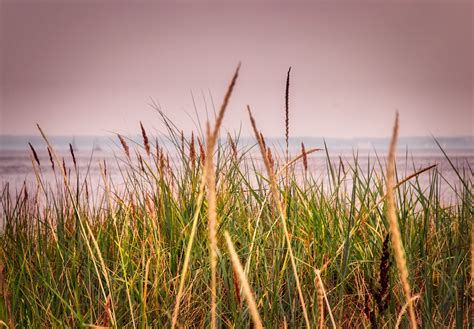 Beach Grass Sea Free Photo On Pixabay Pixabay