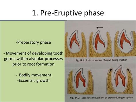 Tooth Eruption And Shedding Complete Package