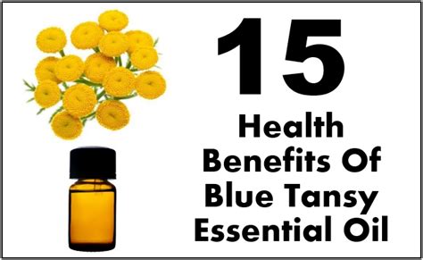 15 Superb Health Benefits Of Blue Tansy Essential Oil Find Home