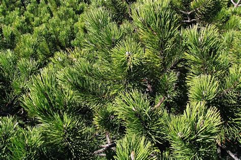 Dwarf Mountain Pine Pumilio Pinus Mugo Pumilio