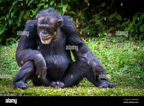 Chimpancé Adulto Sentado En Posición Vertical Con Sus Genitales En Su Totalidad Fotografía De