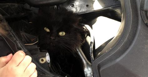 Lucky Black Cat Survives Two Weeks Trapped In Owners Car Engine Mirror Online