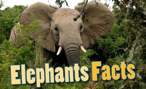 Fun Facts About Elephants For Kids