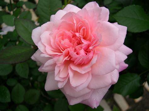 Pink Gruss An Aachen Roses Unlimited