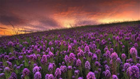 Purple Lupine Flowers Green Grass Field Under Black White Clouds Sky Hd Flowers Wallpapers Hd
