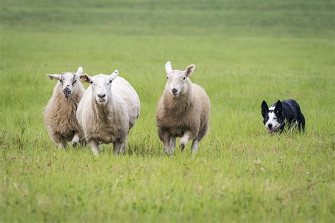 Sheep Herding Sport Grows Takes Hold In Mora News