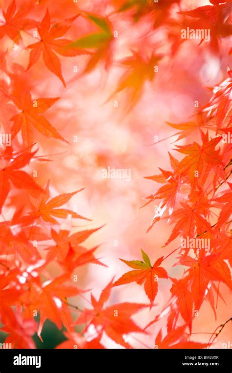 Red Maple Tree Leaves Stock Photo Alamy