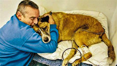 After Her Owner Died This Old Dog Was Left At A Shelter But Then A