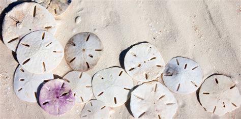 How To Find Sand Dollars On Topsail Island