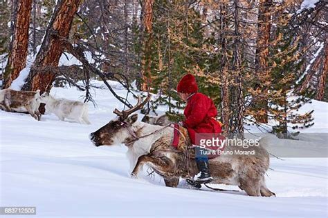 The Reindeer Herders Of Mongolia Photos And Premium High Res Pictures Getty Images