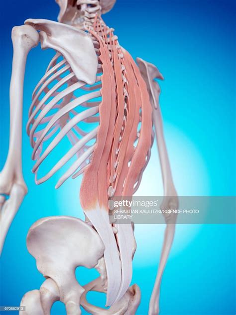 Human Back Muscles High Res Vector Graphic Getty Images