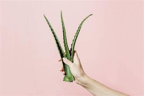 If you have never used this ingredient before, it is better to do a skin test prior to applying it to your face. How to make a DIY aloe vera face mask | Well+Good | Aloe ...
