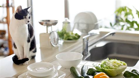 Why do cats jump on tables and kitchen counters? How to Keep Your Cat Off Counters | Cat Care - YouTube