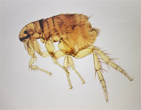 Fleas Under A Microscope
