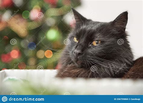 Serious Grumpy Black Cat With A Decorated Christmas Tree In The