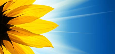 Sunflower Flower Sunshine On Blue Sky Background Joy Potential