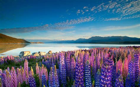Hd Wallpaper Lake Tekapo Town In The South Island New Zealand Spring