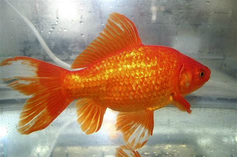 Pet Goldfish Discarded Become Giant Problem For Australia