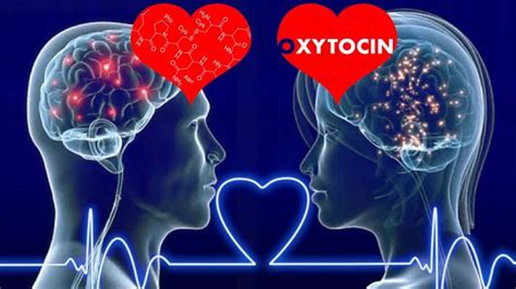 Researchers Have Demonstrated An Unprecedented Role For Oxytocin In