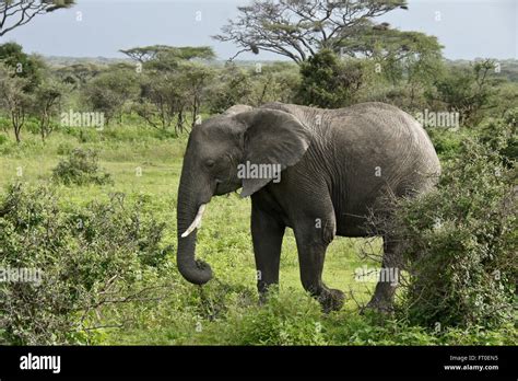 Elephant And Acacias During Rainy Season Ngorongoro Conservation Area