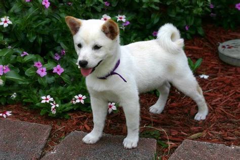 Japanese Shiba Inu Dog Breeds Facts Advice And Pictures Mypetzilla Uk