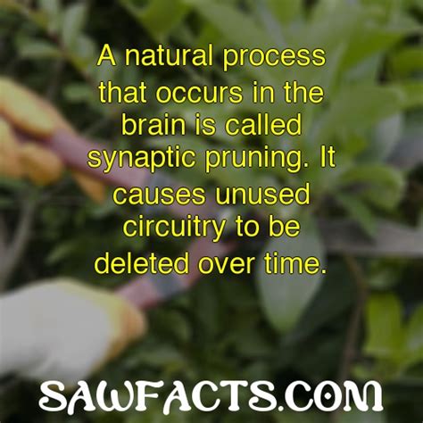 Where Does Synaptic Pruning Occur Easy Guide Saw Facts