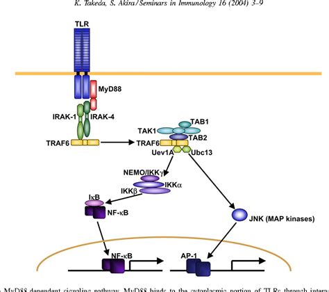 Figure 1 From Tlr Signaling Pathways Semantic Scholar
