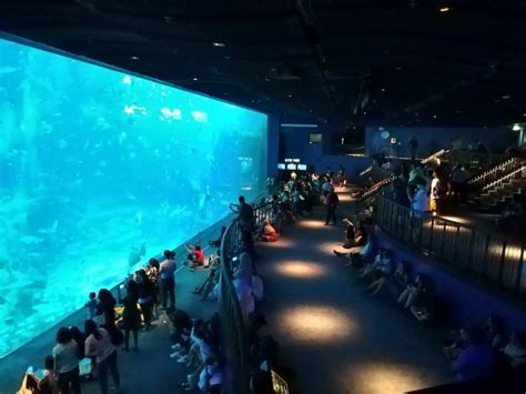 Marine Life Park Sentosa Singapore Ticket Price And Opening Hours