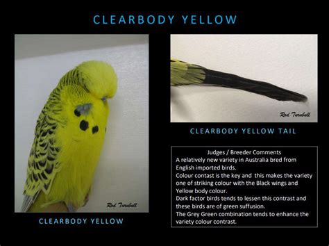 Clearbody Budgie All About The Texas Clearbody Budgerigar