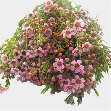 Fresh floral bouquets are the way to go if you're. Pink Filler Flowers Bulk Pack - Wholesale - Blooms By The Box