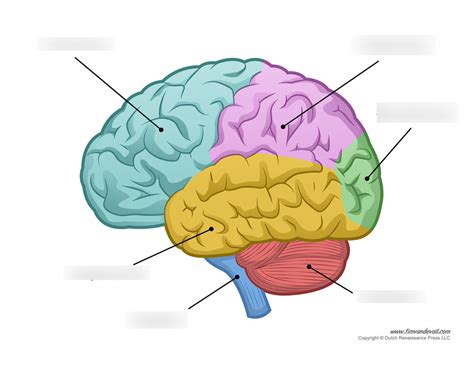 Brain Lobe Labeling Diagram Quizlet