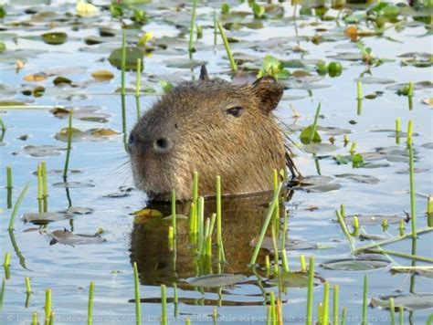 Pin On Capybara