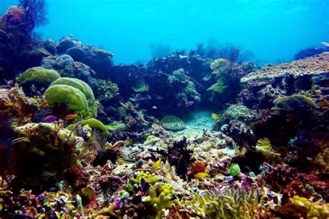 Spekulasi Misteri Tembok Bawah Laut Papua Dikaitkan Dengan Kerangka