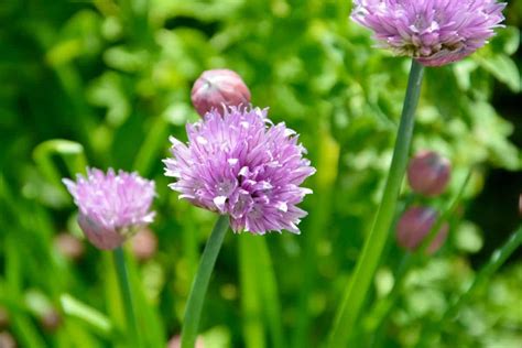 Are Chive Flowers Edible 10 Clever Ways To Use Chive Blooms